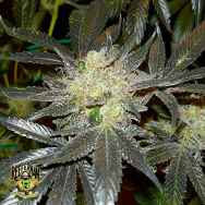 Reeferman Seeds Early Bubba Kush